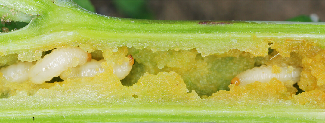 Schadbild der St�ngelsch�dlinge: Die Larven fressen sich durch den St�ngel des Raps.