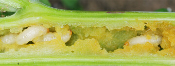 Schadbild der Stängelschädlinge: Die Larven fressen sich durch den Stängel des Raps.
