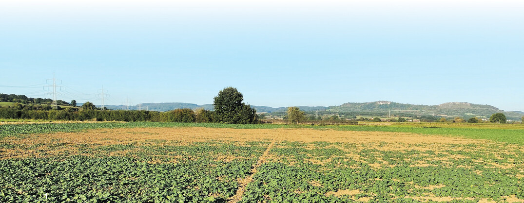 Rapsbestand mit Drahtwurmbefall nach mehrj�hrigem Feldfutterbau aus dem Jahr 2021 im Landkreis Forchheim.