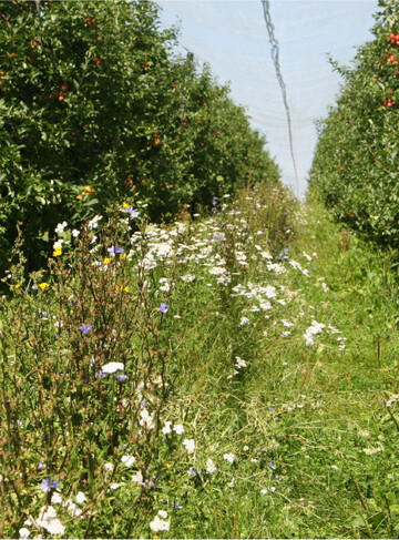 Blühstreifen bieten eine wichtige Nahrungsquelle für Insekten.