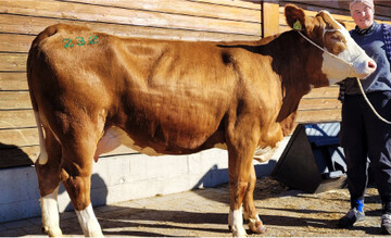 Sch�nes Fleckvieh: eine Herzau-Tochter vom LAZBW Aulendorf.