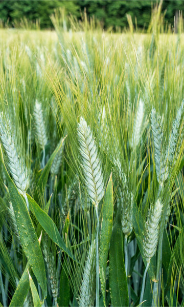 Die optimale Etablierung von Sommerdurum erfordert Fingerspitzengef�hl.