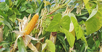 Der gemeinsame Anbau von Stangenbohnen und Silomais f�r die F�tterung von Milchk�hen wird �ber das FAKT-Programm des Landes gef�rdert.