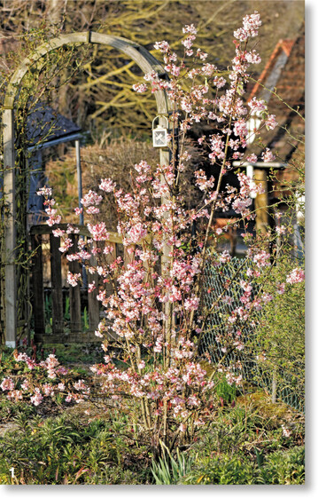 Der Bodnant-Winterschneeball Dawn weckt mit Bl�ten und Duft zwarte Fr�hlingsgef�hle.