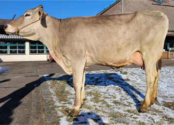 Spitzenjungkuh war diese Dixiboy-Tochter von der Fuchs GbR, Argenb�hl.