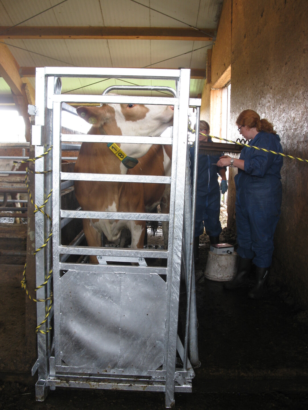 Die mobile Waage kann �berall flexibel aufgestellt werden. Auch im Jungrinderstall kann RBW-Mitarbeiterin Dr. Christine Schmidt z�gig die Gewichte erfassen.