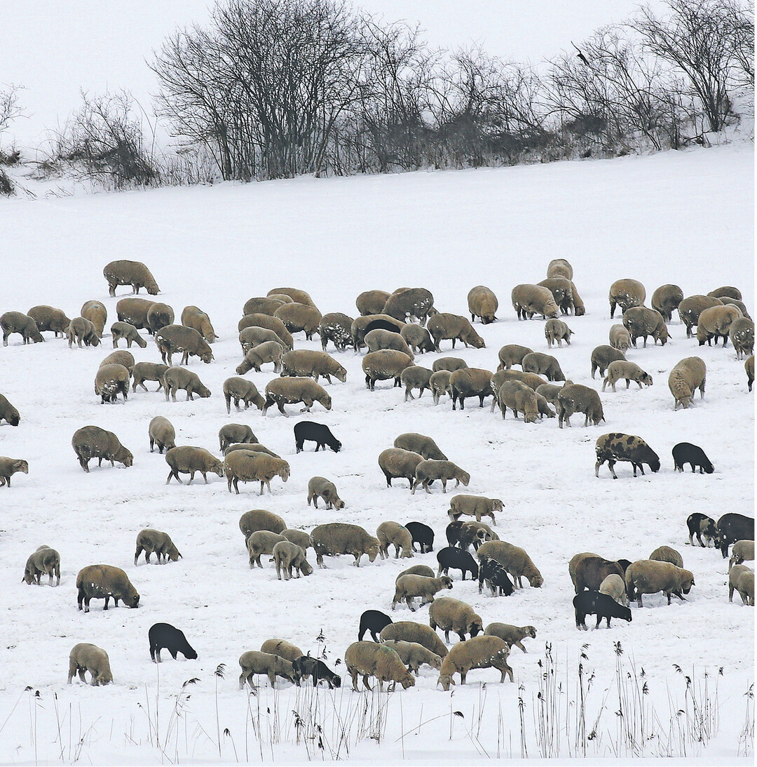 Schafe im Schnee bei Hailtingen im Landkreis Biberach. Ein ideales Bild zum �Sch�fchen z�hlen" f�r Menschen mit Schlafst�rungen, meint der Fotograf augenzwinkernd.