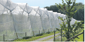 Einnetzung z�hlt zu den sichersten Ma�nahmen, um Kirschessigfliege abzuhalten. Allerdings sind Netze nicht billig und sie ver�ndern das Mikroklima in der Anlage.