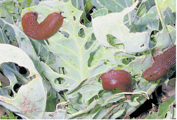 Bei feuchter Witterung klettern Spanische Wegschnecken gerne an Pflanzenteilen empor, wie hier an Kohl.