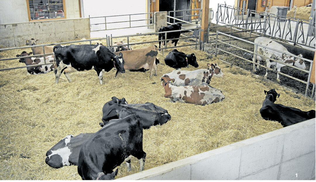 Trockensteher, K�lberk�he und Frischabkalber sollten bestenfalls in unterschiedlichen, dem Bedarf angepassten Gruppen gehalten werden.