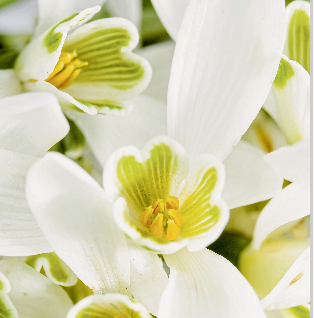 So zauberhaft wie eine Orchideenbl�te: Doch das sind die Bl�ten des Schneegl�ckchens, nur mal aus einer ungewohnten Perspektive fotografiert.