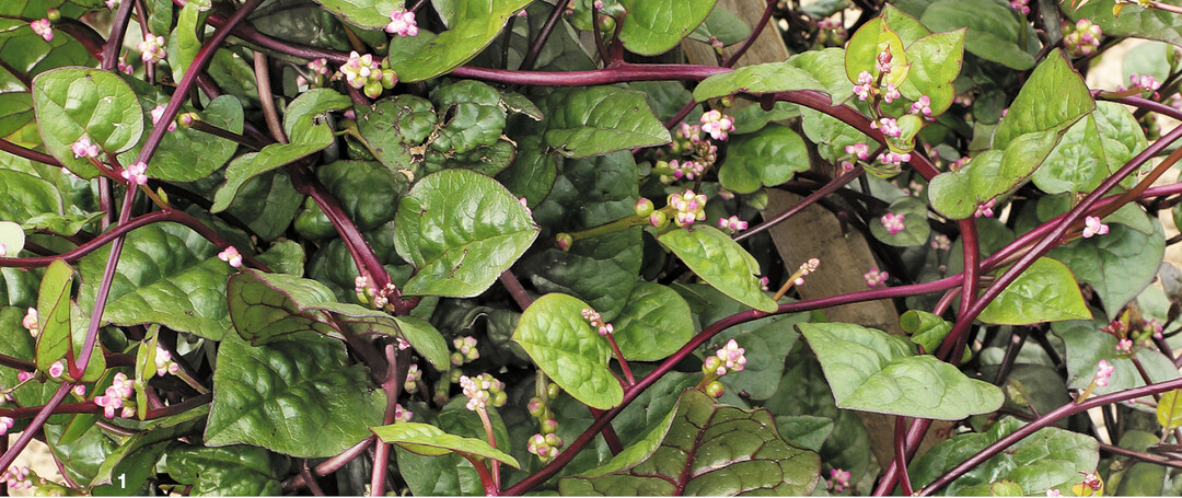 Malabarspinat eignet sich durchaus auch als Zierpflanze: die rosafarbenen Bl�ten der Sorte �Rubra.