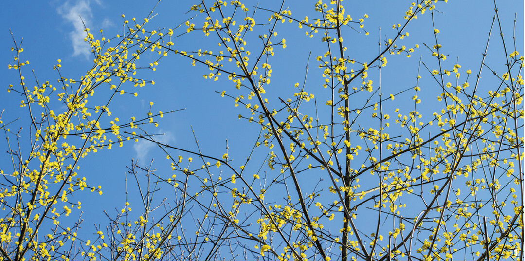 Die Kornelkirsche ist ein Hartriegelgew�chs. Ihre zarten gelben Bl�ten zeigen im Februar den Vorfr�hling an.
