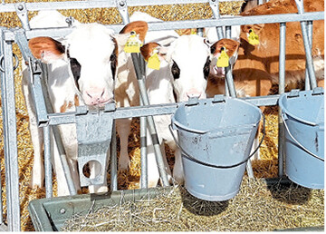 Lange Kälbertransporte sorgen für Diskussionen. In Baden-Württemberg unterliegt eine Veterinärbehörde beim Rechtsstreit mit der Viehzentrale.