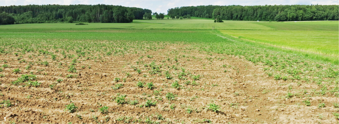 Verschl�mmte B�den durch Starkniederschl�ge wie 2021 f�rderten den Rhizoctoniabefall.
