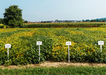 Im Sojaanbau ist die Sortenwahl der Schlüssel zum Erfolg.
