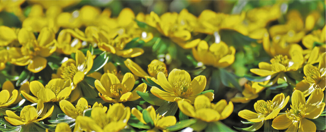 Es bleibt noch eine Weile winterlich, wenn der Winterling seine strahlend goldgelben Bl�ten �ffnet.