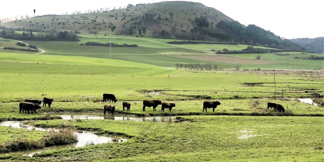 Blick auf den Ipf. Bei dem H�gel handelt es sich um den Sitz eines ehemaligen Keltenf�rsten. Heute gilt der Ipf als m�gliches, baldiges Weltkulturerbe, eingebettet in die nat�rliche Flusslandschaft mit angesiedelten Aucherochsen auf den Wiesen.