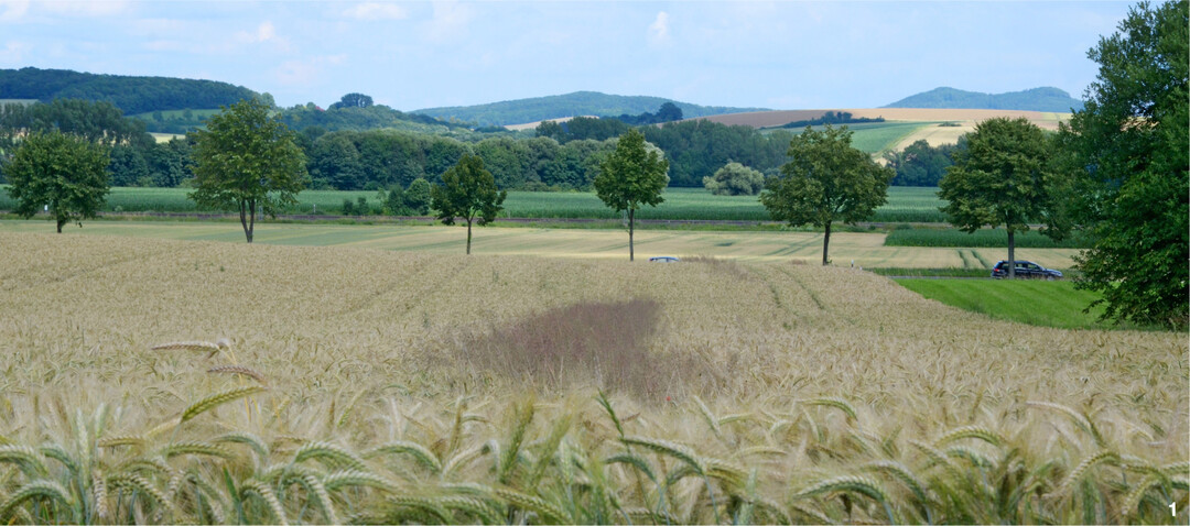 In diesem Triticalefeld ist ein dichter Streifen von Windhalm zu sehen.