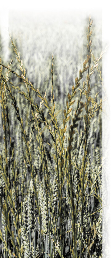 Weidelgras-Arten gehören zu den gefährlichsten Ungräsern weltweit.