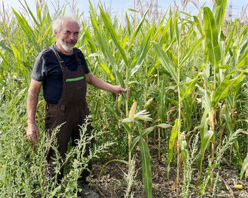 Die frühzeitige Kontrolle von Unkräutern ist im Bio-Maisanbau entscheidend.