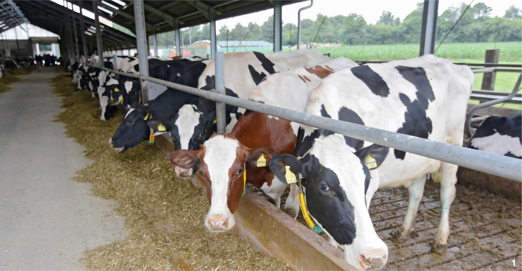 Moderne Laufst�lle f�r K�he sind inzwischen h�ufig offen gestaltet und folgen dem Prinzip nach viel Licht, Luft und Platz. Die Anforderungen an die Biosicherheit steigen entsprechend.