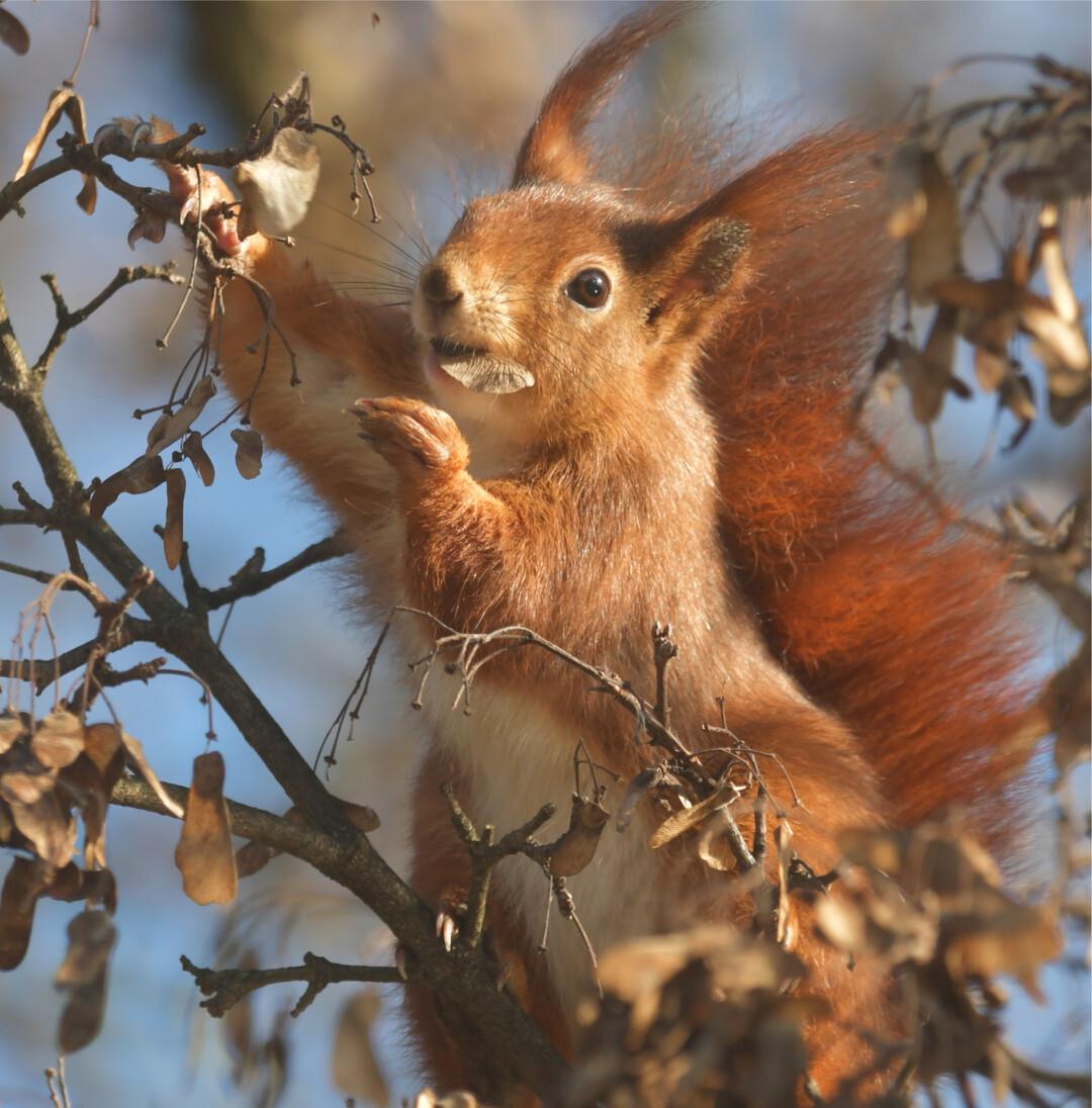 Die Reste des Vorjahres Die Tage werden l�nger und die Eichh�rnchen wieder munterer. Sie unterbrechen ihre Winterruhe, um Nahrung zu suchen. Dazu greifen sie auf die von ihnen versteckten N�sse und Samen zur�ck. Alle finden sie aber nicht. So bedienen sie sich, wie hier zu sehen, auch gern an anderen Fr�chten des vergangenen Jahres. Ein kleiner Ahornbaum tr�gt noch reichlich Samen, so viele, dass gleich mehrere Eichh�rnchen gleichzeitig in seiner Krone sa�en. Wom�glich hat die lange Reifezeit der Samen und die Frosteinwirkung sie sogar noch bek�mmlicher f�r die h�bschen Nager gemacht. fs