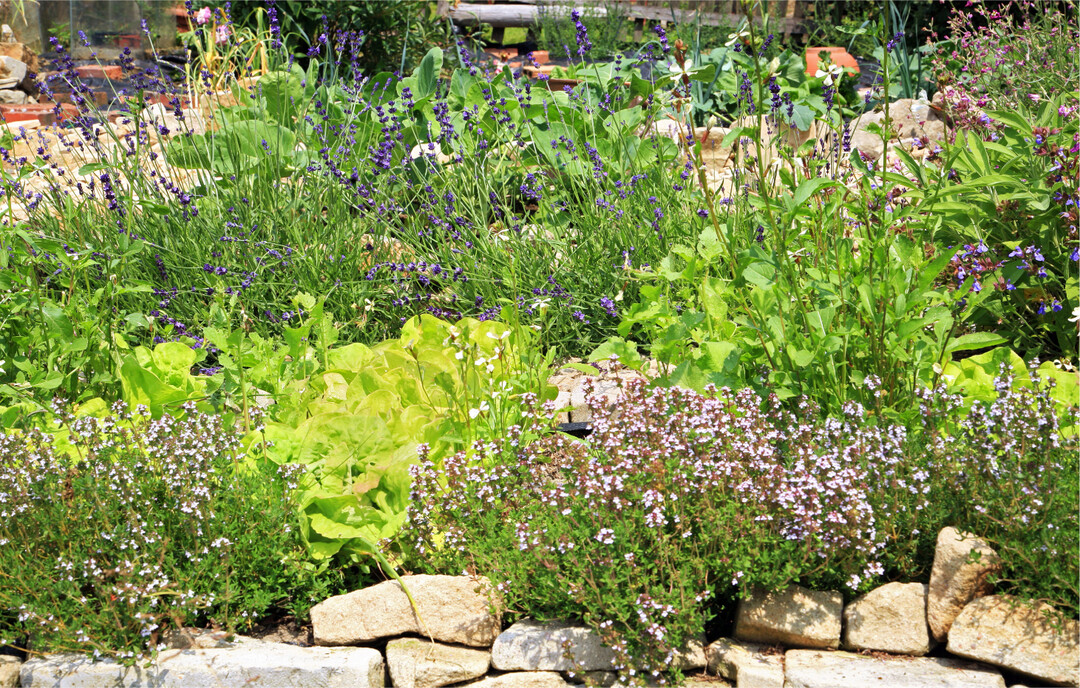 Im Staudenbeet und als Insektenweide sind Kr�uter ein Augenschmaus.