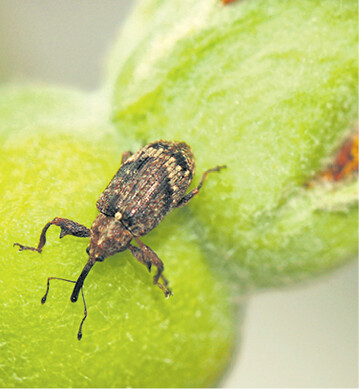 Der Apfelbl�tenstecher verl�sst den Tatort: Die Fr�chte sind sp�ter deformiert.