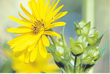 Durchwachsene Silphie kann ertraglich mit Mais mithalten und ist ein Beitrag zu mehr Biodiversit�t.