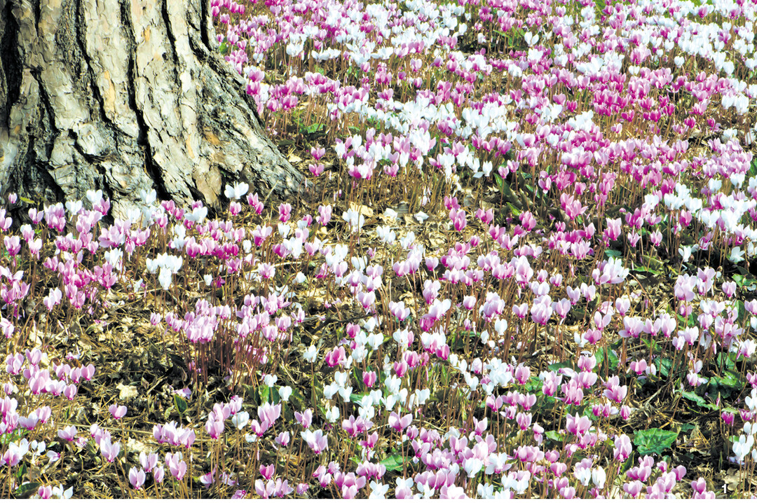 Ungest�rt entwickeln Fr�hjahrs-Alpenveilchen bunte Bl�tenteppiche.