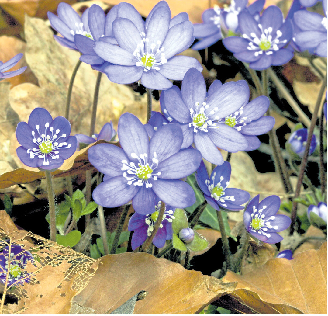 bild der woche Die ersten Fr�hlingsbl�her strahlen vorwiegend in den Farben Gelb, Wei�, Rosa und Blau, wie die �M�rzenbl�mchen" oder Leberbl�mchen (Anemone hepatica). Kr�ftige warme Rott�ne zaubert die Natur dann im Sommer. Aber die roten Tulpen? Sind gez�chtet. Die Wilde Tulpe (Tulipa sylvestris) bl�ht in zartem Gelb.