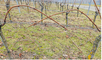 Ein Überkreuzen der Fruchtruten erhöht den Arbeitsaufwand beim Ausbrechen. Besonders beim Flachbogen kommt es sonst sehr schnell zu Laubwandverdichtungen.