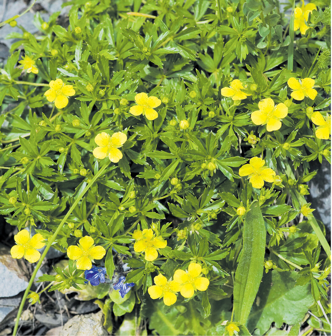 Die Blutwurz geh�rt zu den Rosengew�chsen. Diese haben in der Regel f�nf Bl�tenbl�ttchen, die Blutwurz dagegen nur vier. Ihre heilkr�ftige Wirkung kommt aus dem Rhizom (Wurzelgeflecht), das bis zu 20 Prozent Gerbstoffe enth�lt. Schneidet man in die Wurzel, l�uft sie blutrot an. Fr�her wurden Wolle und Leder mit dem Wurzelrot gef�rbt. In der Naturheilkunde wird aus der im M�rz/April ausgegrabenen Wurzel Tee, Tinktur, Salbe oder Blutwurzwein zubereitet. Innerlich angewandt hilft Blutwurz bei Darmerkrankungen, �u�erlich bei Entz�ndungen der Mund- und Rachenschleimhaut, bei Ekzemen und Wunden.