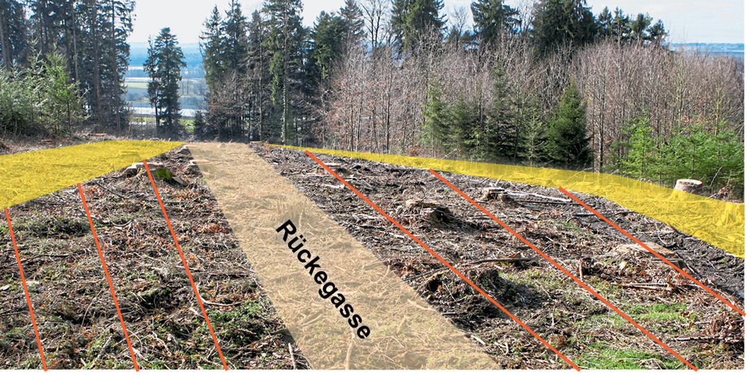 Vor der Pflanzung sollte die Kulturfl�che entsprechend vorbereitet werden. Das beginnt idealerweise bereits bei der Holzernte. Danach werden auf der Fl�che R�ckegassen und Pflanzreihen (orange) abgesteckt. Abst�nde zu Wegen und Altbest�nden (gelb) sind zu beachten. So l�sst sich die effektive Pflanzfl�che und damit die Pflanzenzahl ziemlich genau berechnen.