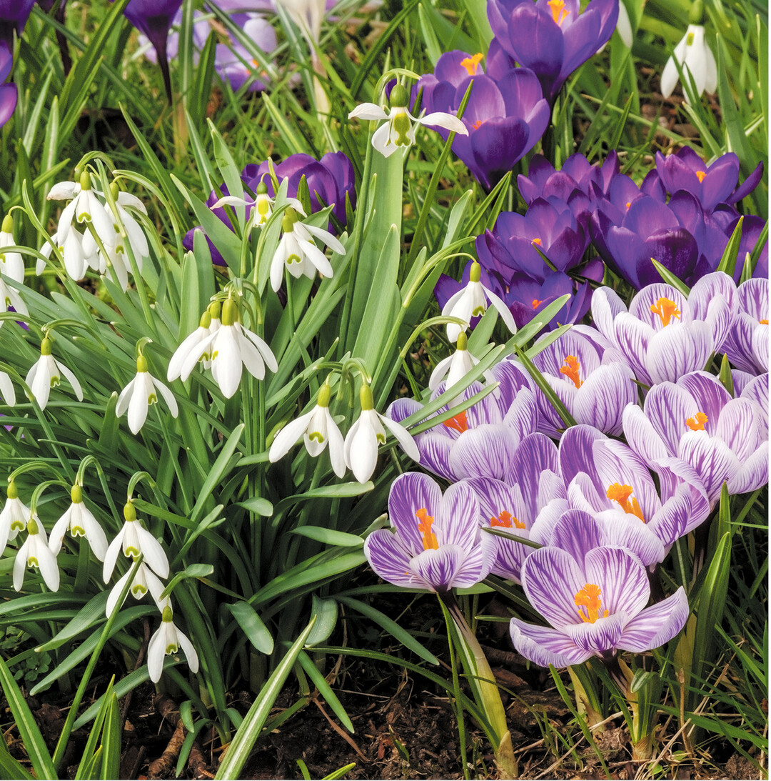 Die Fr�hlingsbl�her schm�cken jetzt G�rten und Rabatten. Mit Hilfe ihre Zwiebeln k�nnen sie mit gespeicherter Energie schon fr�h im Jahr starten.