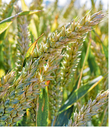 Die Ukraine exportiert hauptsächlich Bioweizen und Biomais.