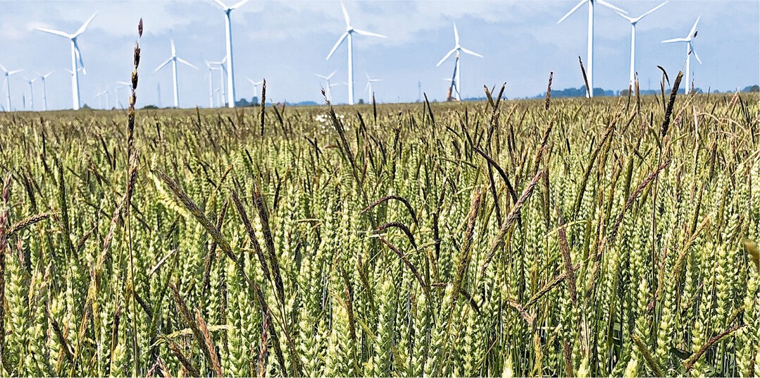 Ackerfuchsschwanz hat sich in diesem Weizenbestand breitgemacht.