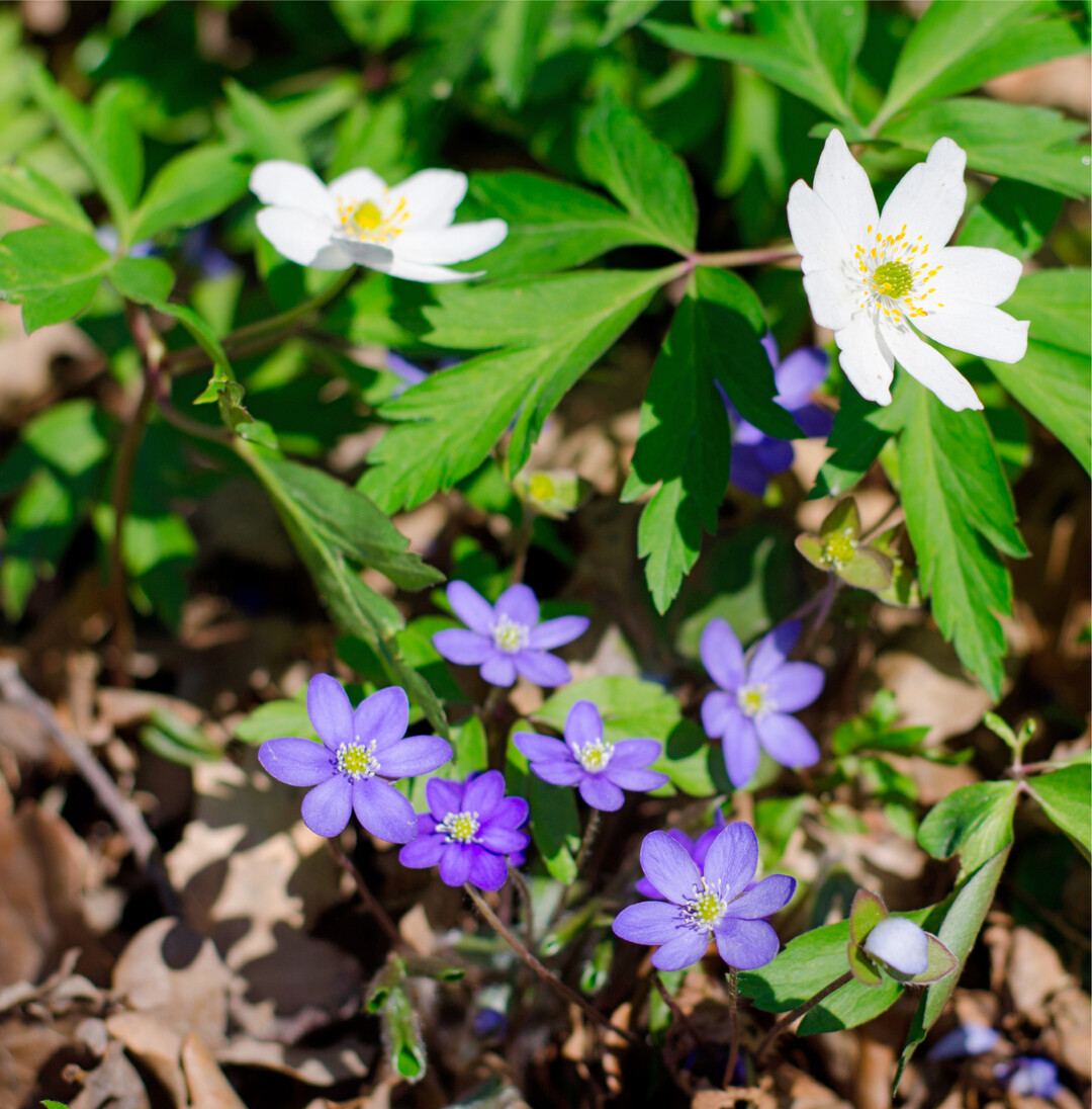 F�r die Meteorologen beginnt der Fr�hling am 1. M�rz. Der kalendarische Fr�hlingsanfang richtet sich nach der Tag- und Nachtgleiche, das ist in diesem Jahr am 20. M�rz. Im Wald zeigen sich bald die ersten Fr�hlingsbl�her wie die blauen Leberbl�mchen, auch M�rzenbl�mchen genannt, und die Buschwindr�schen.