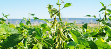 K�rnerleguminosen wie Sojabohnen bieten viele Vorteile, sollten aber auch bei der Grundd�ngung beachtet werden.