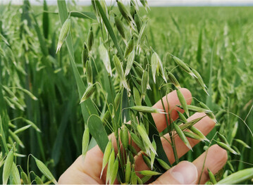 F�r Hafer muss mehr N angerechnet werden als in der Tabelle steht.