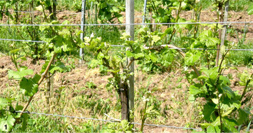 Kräuselmilbenschaden an Weinreben.