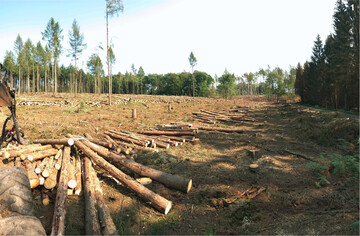 Flächige Holznutzung nach