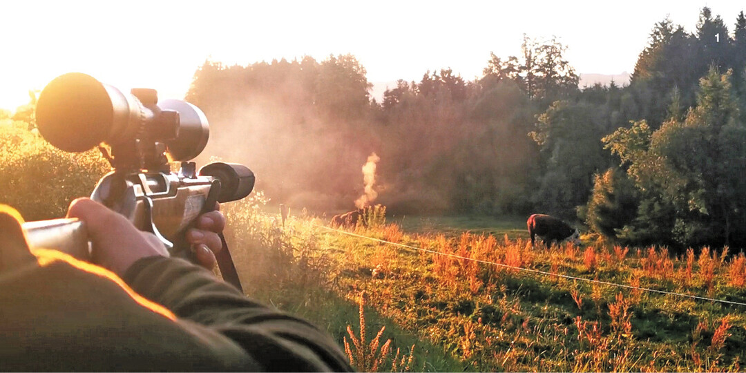 1 Bei einer zuvor genehmigten Weideschlachtung d�rfen Rinder mit einem Kugelschuss aus einem schallged�mpften Gewehr get�tet werden.