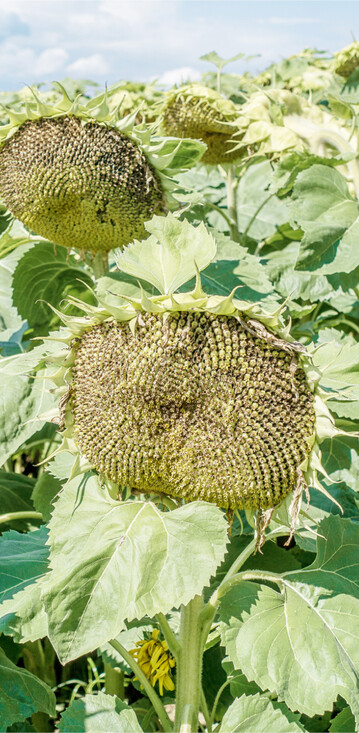 Die Sortenwahl ist die Grundlage f�r einen erfolgreichen Sonnenblumenanbau.