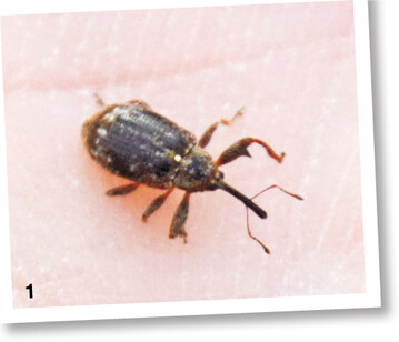 Der Apfelbl�tenstecher sticht die Bl�tenknospen zur Eiablage an.