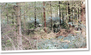 Schlagpflege: Baumreste und Biomasse-Reste bleiben in der Naturverj�ngung als Biomasse liegen.