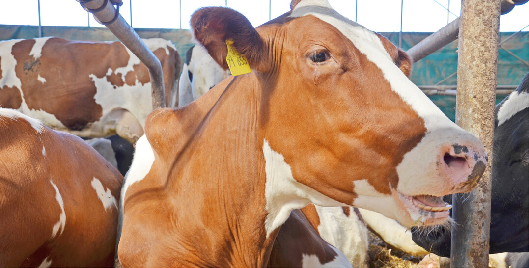 Subklinisches Milchfieber beeintr�chtigt das Wiederkauen der K�he. Sie fressen weniger und ihre Wiederkauaktivit�t geht zur�ck.