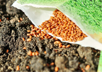 Die Samen reagieren unterschiedlich auf l�ngere Lagerzeiten. Kresse-Samen etwa bleiben zwei bis vier Jahre keimf�hig. Wie gut Samen keimen, die man vor einiger Zeit gekauft hat, l�sst sich mit einer Keimprobe feststellen.