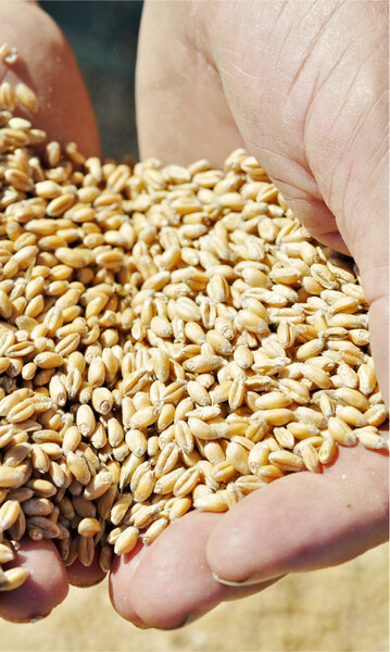 Zur kommenden Ernte wird weltweit m�glicherweise weniger Weizen erzeugt als es bisher �blich war.